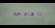 狗狗一窝只生一只