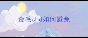 金毛chd如何避免