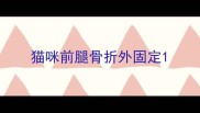 猫咪前腿骨折外固定