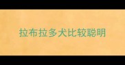 拉布拉多犬比较聪明
