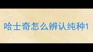 哈士奇怎么辨认纯种