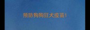 预防狗狗狂犬疫苗