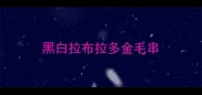 黑白拉布拉多金毛串