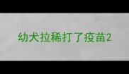 幼犬拉稀打了疫苗
