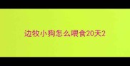 边牧小狗怎么喂食20天