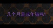几个月是成年猫咪