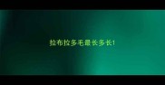 拉布拉多毛最长多长