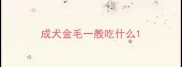 成犬金毛一般吃什么