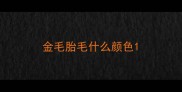 金毛胎毛什么颜色