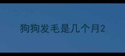 狗狗发毛是几个月