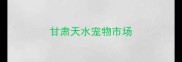 甘肃天水宠物市场