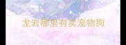 龙岩哪里有卖宠物狗