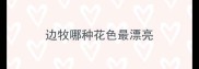 边牧哪种花色最漂亮