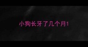 小狗长牙了几个月