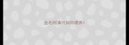 金毛刚满月如何喂养