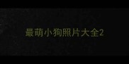 最萌小狗照片大全