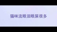 猫咪流眼泪眼屎很多