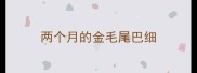 两个月的金毛尾巴细