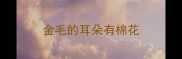 金毛的耳朵有棉花