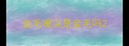 金毛嘴尖是金毛吗