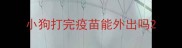 小狗打完疫苗能外出吗