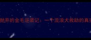 被主人抛弃的金毛逆袭记一个流浪犬救助的真实故事