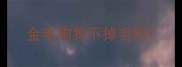 金毛狗狗不掉毛吗