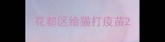 花都区给猫打疫苗