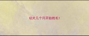 幼犬几个月开始梳毛