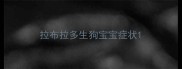 拉布拉多生狗宝宝症状