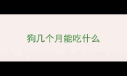 狗几个月能吃什么