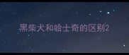 黑柴犬和哈士奇的区别