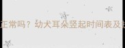 哈士奇1岁耳朵还没竖立正常吗幼犬耳朵竖起时间表及护理指南附矫正方法