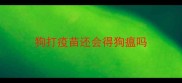 狗打疫苗还会得狗瘟吗