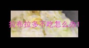 拉布拉多不吃怎么办