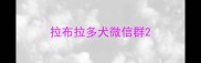 拉布拉多犬微信群
