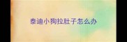 泰迪小狗拉肚子怎么办