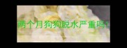 两个月狗狗脱水严重吗
