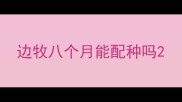 边牧八个月能配种吗
