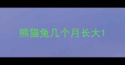 熊猫兔几个月长大