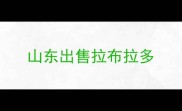 山东出售拉布拉多