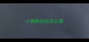 小狗断奶后怎么喂