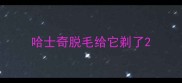 哈士奇脱毛给它剃了