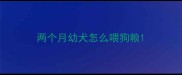 两个月幼犬怎么喂狗粮