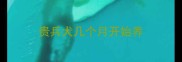 贵兵犬几个月开始养