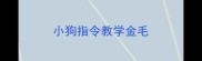 小狗指令教学金毛