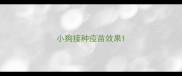 小狗接种疫苗效果