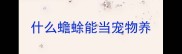 什么蟾蜍能当宠物养