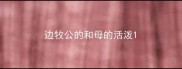 边牧公的和母的活泼