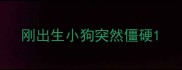 刚出生小狗突然僵硬